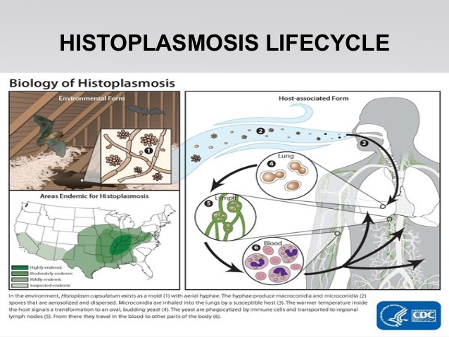 life cycle of Histoplasma